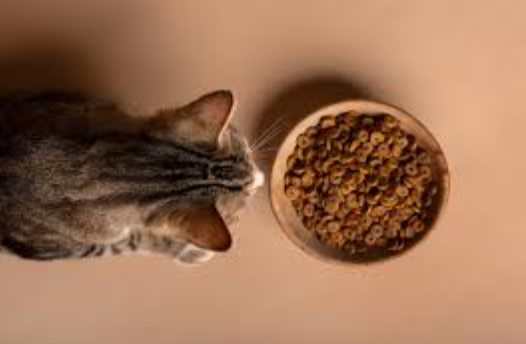 愛猫の為のおすすめキャットフードランキング8選